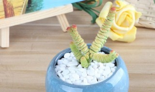 钱串什么时候适合扦插 杆插钱串最佳时间