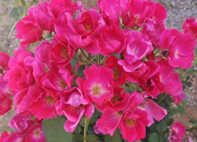 月季花茶特点 月季花茶的功效与作用