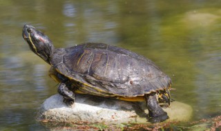 什么属相的人不宜养龟 什么属相不适合养龟