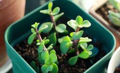 多肉金枝玉叶用什么土扦插好 金枝玉叶花的扦插养殖方法