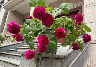黑伍德月季的优缺特点简介 灌木黑伍德开花性好值得入手