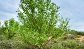 沙柳种植养护方法 沙柳如何种植
