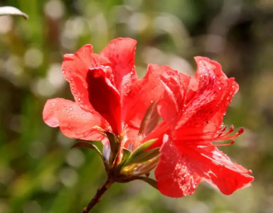 映山红又叫杜鹃花吗 映山红与杜鹃花是同一样花卉吗