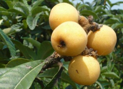 白枇杷产地 白枇杷什么时候成熟