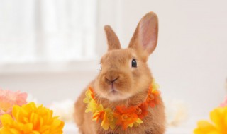 兔子的由来 兔子的介绍