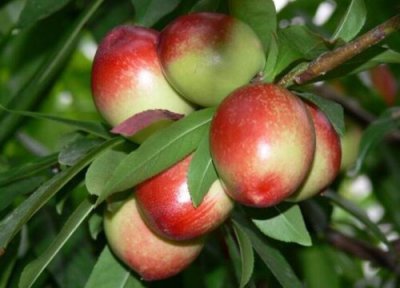 油桃生长周期 油桃打什么药好