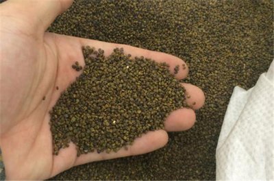 沙苑子是什么植物的种子 沙苑子高产栽培技术的要点