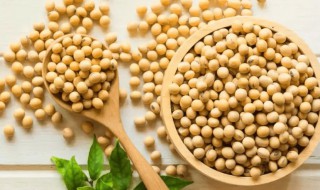 吃炒大豆的好处和坏处 吃炒大豆有哪些好处和坏处