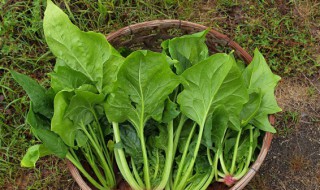 新鲜菠菜怎样长期存放 新鲜菠菜如何长期保存方法