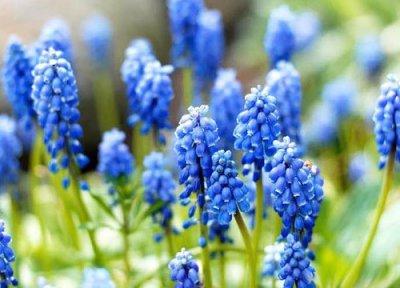 风信子花有毒吗 在室内养葡萄风信子的花粉对人有害吗