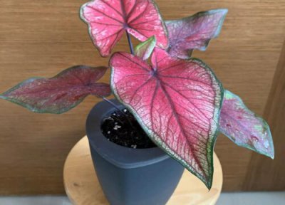 最耐阴的十大室内植物 适合客厅养的喜阴绿植盆栽