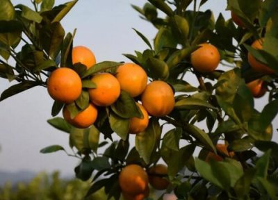 贡柑上火还是降火 贡柑是指哪种水果 有什么功效与作用