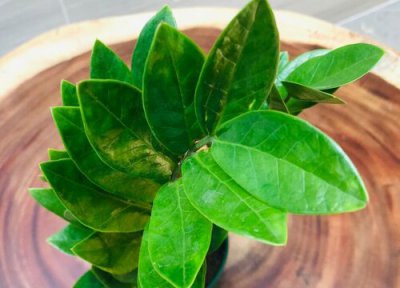 金钱树黄叶怎么处理 叶子发黄的解救方法