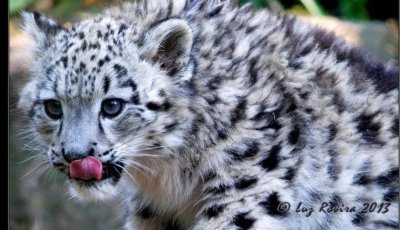 世界上食肉动物有哪些 来看看常见7种可爱的食肉动物