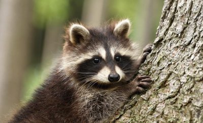 超级聪明的动物排名 地球上6种高智商的动物盘点