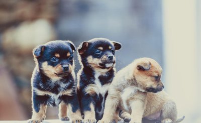 常见狗狗品种大全及图片名 带你认识常见的狗狗品种