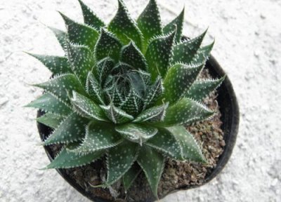 波露多久浇一次水 波露多长时间浇一次水