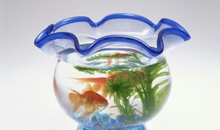 家庭餐厅怎么摆放鱼缸 家庭餐厅如何摆放鱼缸