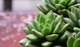 多肉冬天怎么浇水 多肉冬天如何浇水