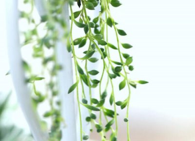 珍珠吊兰多久浇一次水 珍珠吊兰多长时间浇一次水