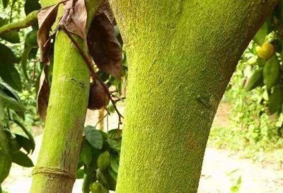 果园果树青苔打什么药最好 树干青苔用什么药快速去除