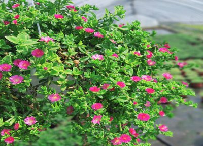 牡丹吊兰耐寒 牡丹吊兰怎么过冬天