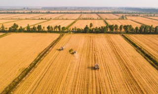 荞麦哪里种植多 什么地方适合种植荞麦