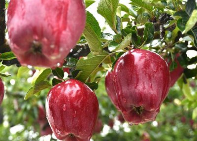 红富士和花牛哪个营养价值高 花牛好吃还是红富士好吃