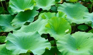 荷叶是凉性还是热性 荷叶属于凉性还是热性的呢