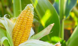 新鲜嫩玉米怎样吃好吃 新鲜嫩玉米如何做