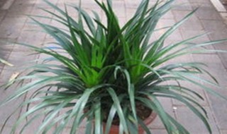 龙血树换盆方法及注意事项 龙血树换盆后注意事项怎么换盆