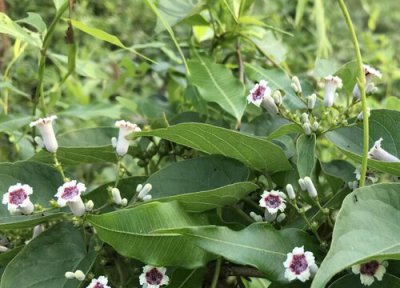 鸡矢藤特点 鸡矢藤的功效与作用