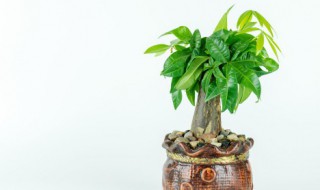 家里鞋柜放哪些植物招财 家里鞋柜放什么植物招财