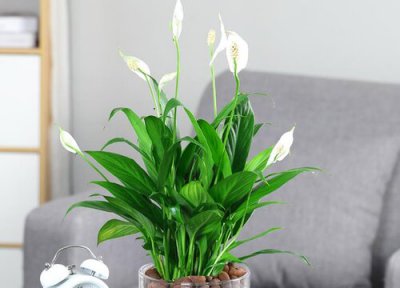 白掌什么时候开花 花期几月份