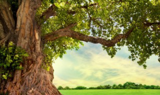 杨树施肥方法和注意事项 杨树施肥有什么值得注意的