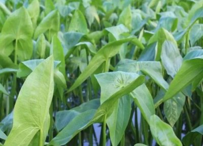 慈菇的功效与作用 慈菇的功效与作用及食用方法