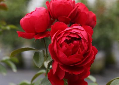 蒂娜月季是藤本还是灌木 蒂娜月季属于藤本还是灌木