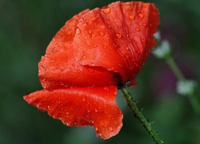 代表战争的花 花的战争历史背景