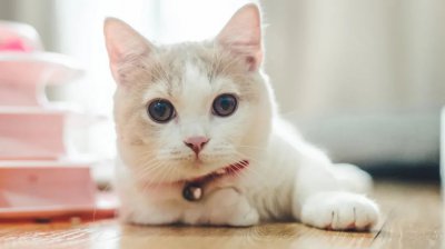 猫一个人在家会抑郁吗 猫咪独长期自在家会感到孤单吗