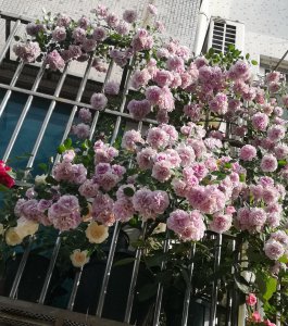 蓝色阴雨月季的优缺点 蓝色阴雨月季种植方法介绍