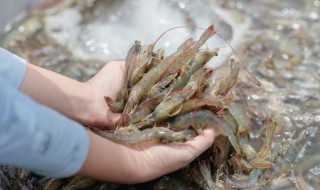 大明虾怎么保存才新鲜 大明虾的保存方法