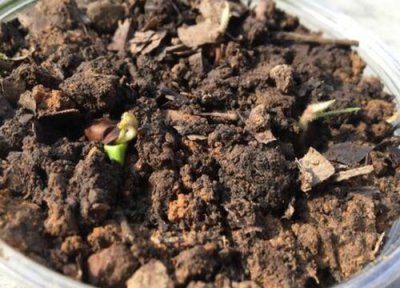 枇杷发芽环境 枇杷怎么发芽快