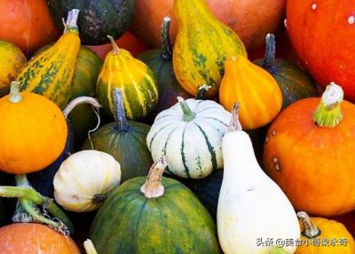 十大南瓜排行榜 国内10种好吃南瓜都有哪几个品种