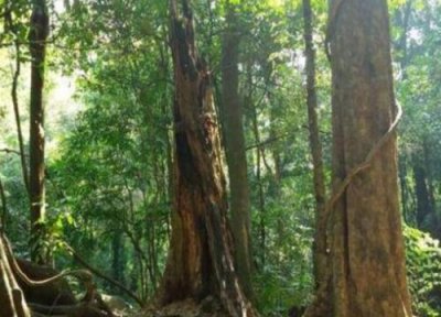 黑金木特点 黑金木是什么木材