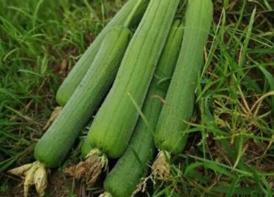 线瓜种植时间 线瓜种植时间和方法