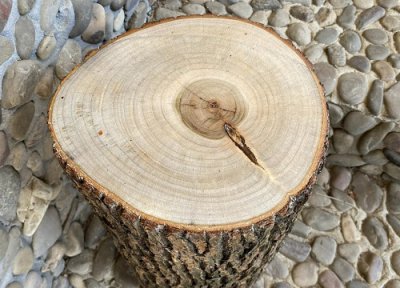 新鲜木头怎么防止开裂 新木头如何处理不同意开裂