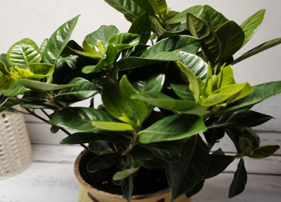 栀子花叶子为什么会发黄 栀子花长出来新叶变黄怎么回事