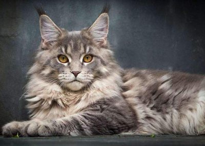 中国人为什么很少养缅因猫 很少人养缅因猫的根本的原因