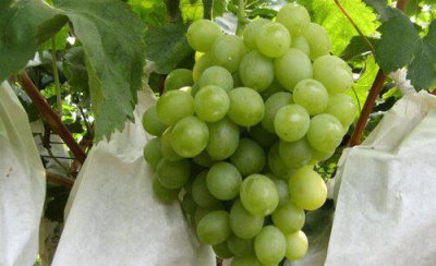 葡萄什么时候套袋最合适 为什么葡萄要用袋子套起来