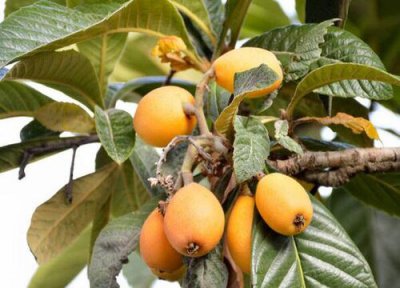 枇杷树几年结果实 种植多久能开花挂果